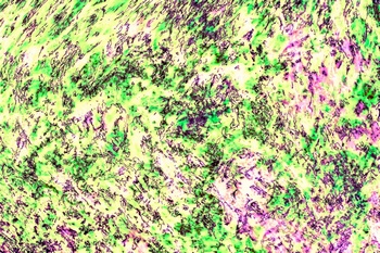 AP 173A1